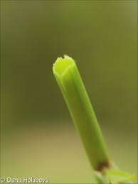 Attēlu rezultāti vaicājumam “Rorippa amphibia fruit”