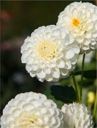 Image result for Dahlia `Snowflake`