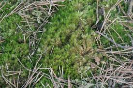 Attēlu rezultāti vaicājumam “Dicranum spurium”