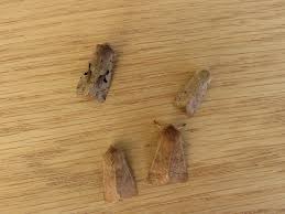 Attēlu rezultāti vaicājumam “Orthosia cerasi”