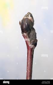 Attēlu rezultāti vaicājumam “Sorbus aucuparia bud”