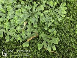 Attēlu rezultāti vaicājumam “Conocephalum”