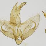 Attēlu rezultāti vaicājumam “Borkhausenia minutella”