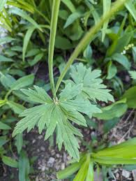 Attēlu rezultāti vaicājumam “Ranunculus acris leaf”