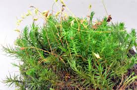 Attēlu rezultāti vaicājumam “Polytrichum formosum”