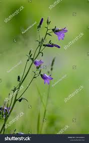 Attēlu rezultāti vaicājumam “Campanula rotundifolia leaf”