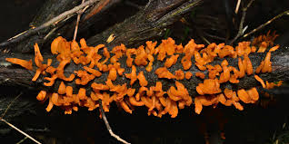 Attēlu rezultāti vaicājumam “Gymnosporangium cornutum”