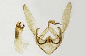 Attēlu rezultāti vaicājumam “Herminia tarsicrinalis”