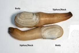 Image result for geoduck