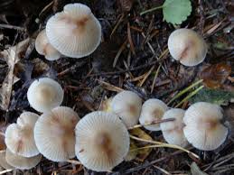 Attēlu rezultāti vaicājumam “Mycena zephirus”