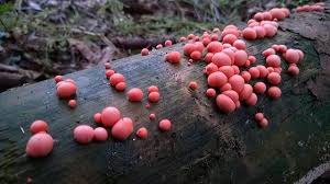 Attēlu rezultāti vaicājumam “Lycogala confusum spores”
