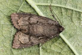 Attēlu rezultāti vaicājumam “Mniotype satura”