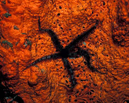 Attēlu rezultāti vaicājumam “Ophiotheca sp.”