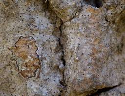 Attēlu rezultāti vaicājumam “Arthonia leucopellaea”