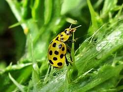 Attēlu rezultāti vaicājumam “Psyllobora vigintiduopunctata”