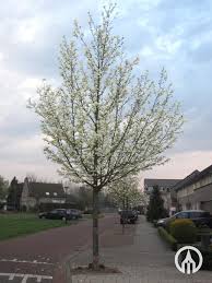 Attēlu rezultāti vaicājumam “Magnolia kobus”