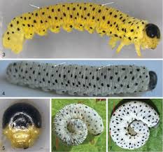 Attēlu rezultāti vaicājumam “Tenthredo scrophulariae”