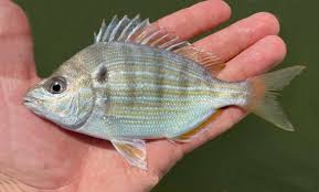 Image result for Archosargus rhomboidalis