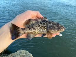 Image result for Mycteroperca microlepis