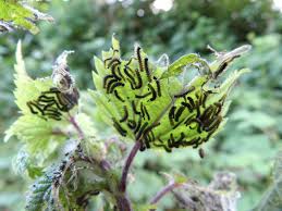 Attēlu rezultāti vaicājumam “Araschnia levana”