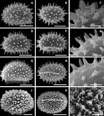 Attēlu rezultāti vaicājumam “Cystopteris fragilis”