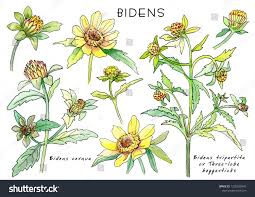 Attēlu rezultāti vaicājumam “Bidens tripartita flower”