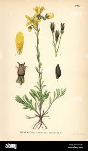 Attēlu rezultāti vaicājumam “Saxifraga hirculus”