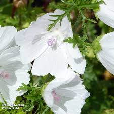 Image result for Malva moschata alba