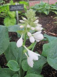 Image result for Hosta sieboldiana 'Elegans'