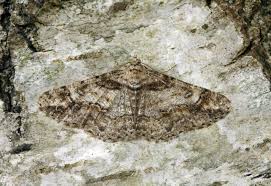 Attēlu rezultāti vaicājumam “Cleora cinctaria”