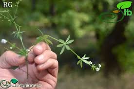 Attēlu rezultāti vaicājumam “Galium rivale”