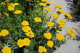 Image result for Achillea filipendulina