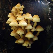 Attēlu rezultāti vaicājumam “Hypholoma sp.”