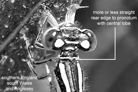 Attēlu rezultāti vaicājumam “Coenagrion pulchellum female”
