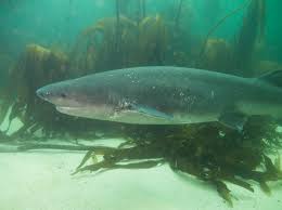 Image result for Notorynchus cepedianus