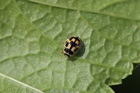 Attēlu rezultāti vaicājumam “Propylea quatuordecimpunctata”