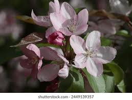Attēlu rezultāti vaicājumam “Malus purpurea flower”