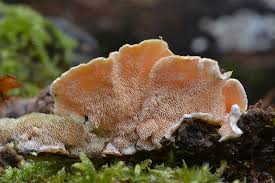 Attēlu rezultāti vaicājumam “Steccherinum bourdotii”