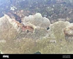 Attēlu rezultāti vaicājumam “Coriolopsis trogii”