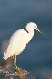 Image result for Egretta thula