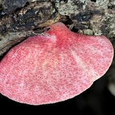 Attēlu rezultāti vaicājumam “Fistulina hepatica”