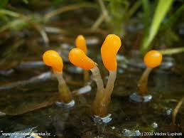 Attēlu rezultāti vaicājumam “Mitrula paludosa”