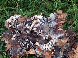 Attēlu rezultāti vaicājumam “Thelephora penicillata”