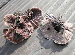 Attēlu rezultāti vaicājumam “Thelephora terrestris”