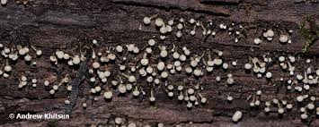 Attēlu rezultāti vaicājumam “Phleogena faginea young”