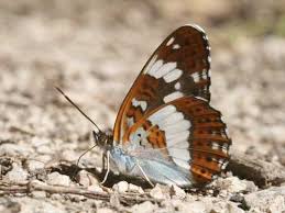 Attēlu rezultāti vaicājumam “Limenitis camilla”