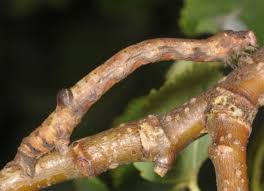 Attēlu rezultāti vaicājumam “Plagodis dolabraria”