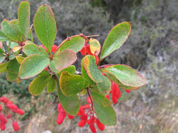 Attēlu rezultāti vaicājumam “Berberis vulgaris”