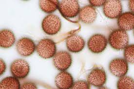 Attēlu rezultāti vaicājumam “Comatricha alta stalked”