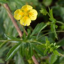 Attēlu rezultāti vaicājumam “Potentilla erecta bud”